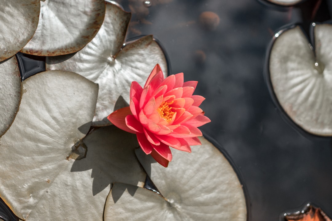 pink and white flower on white textile