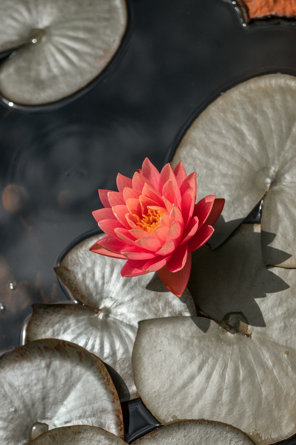 pink flower on white textile