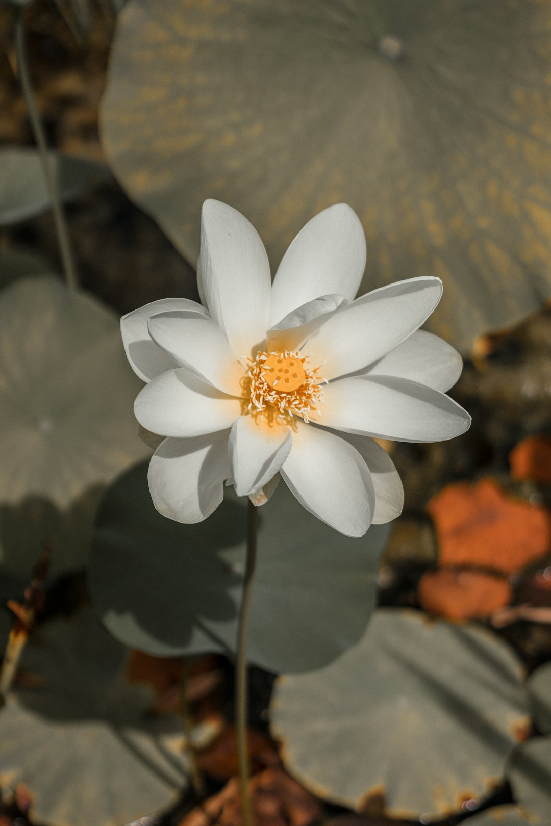 white flower in tilt shift lens