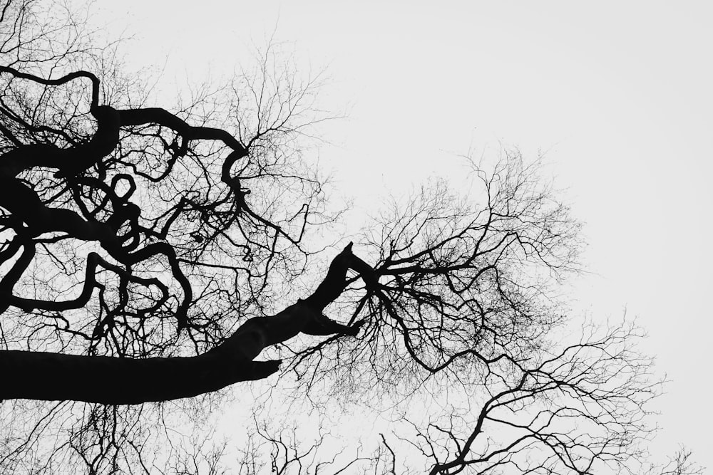 leafless tree under white sky