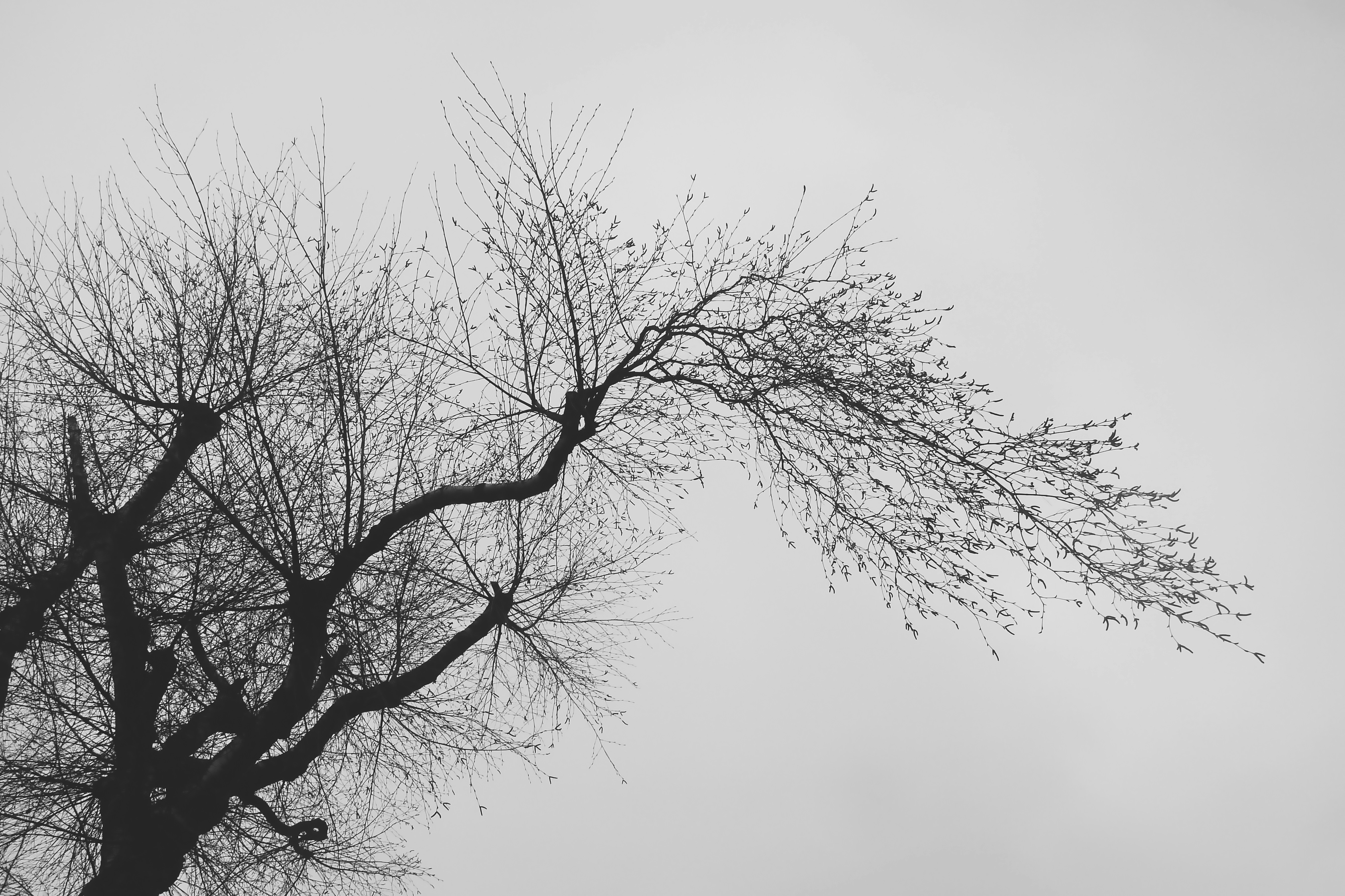 leafless tree under white sky bough teams background