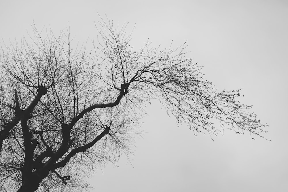 leafless tree under white sky