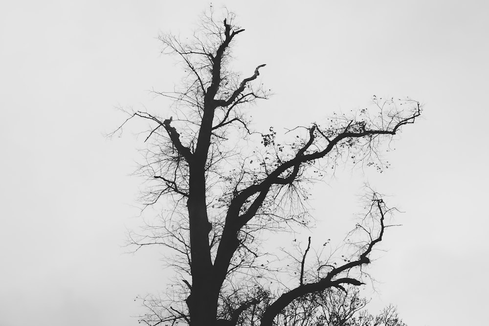 leafless tree under white sky