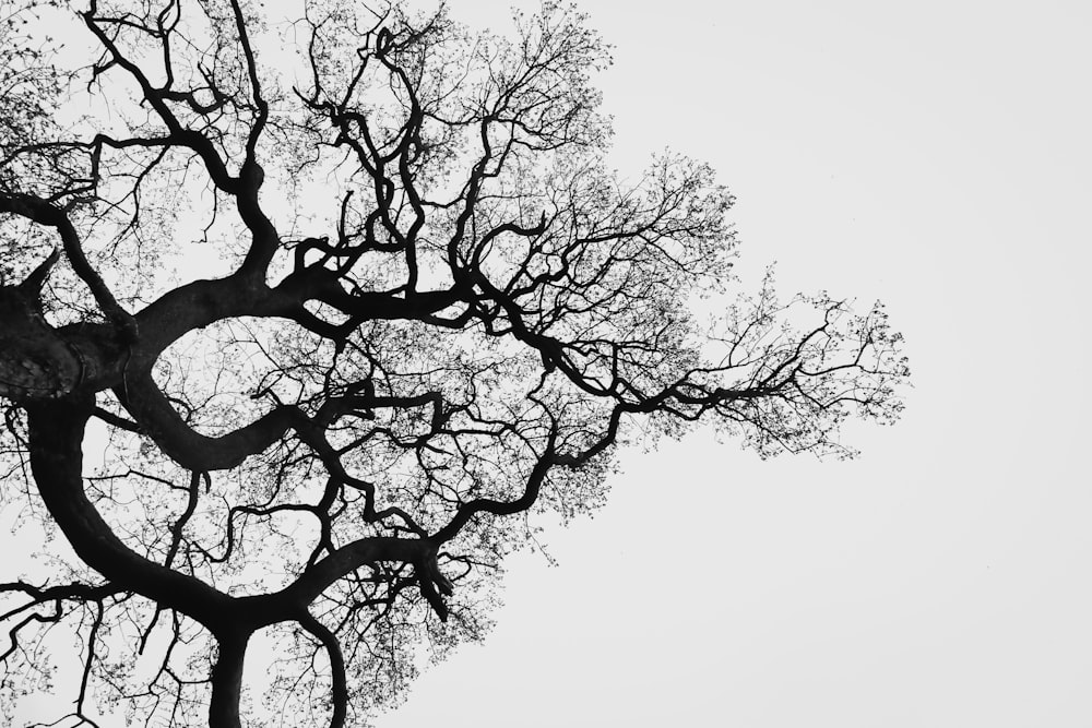昼間の白い空の下に黒い裸の木