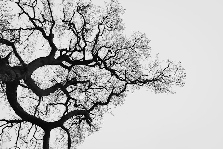 Tree Branches 