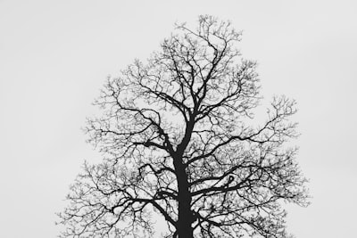 leafless tree under white sky bough teams background