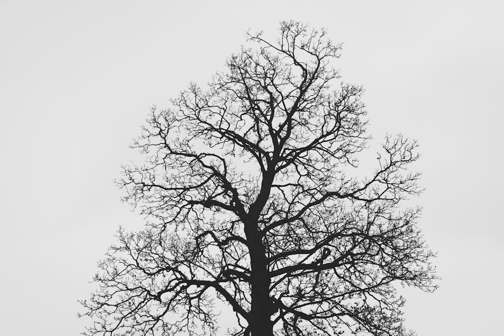 leafless tree under white sky