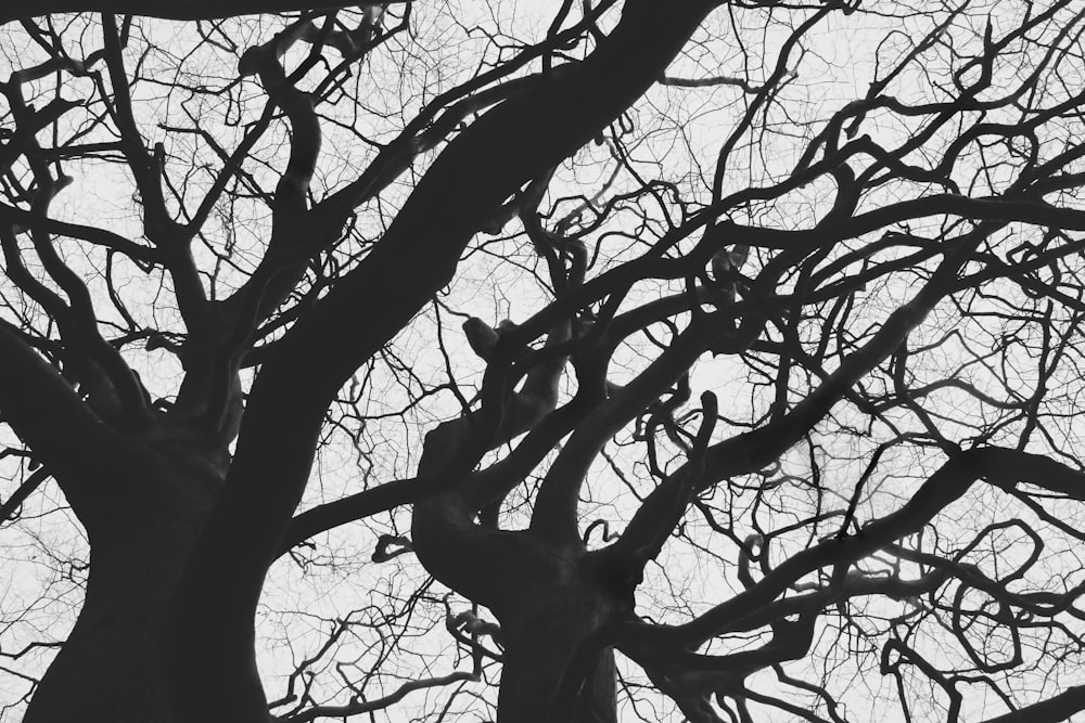Graustufenfoto eines blattlosen Baumes