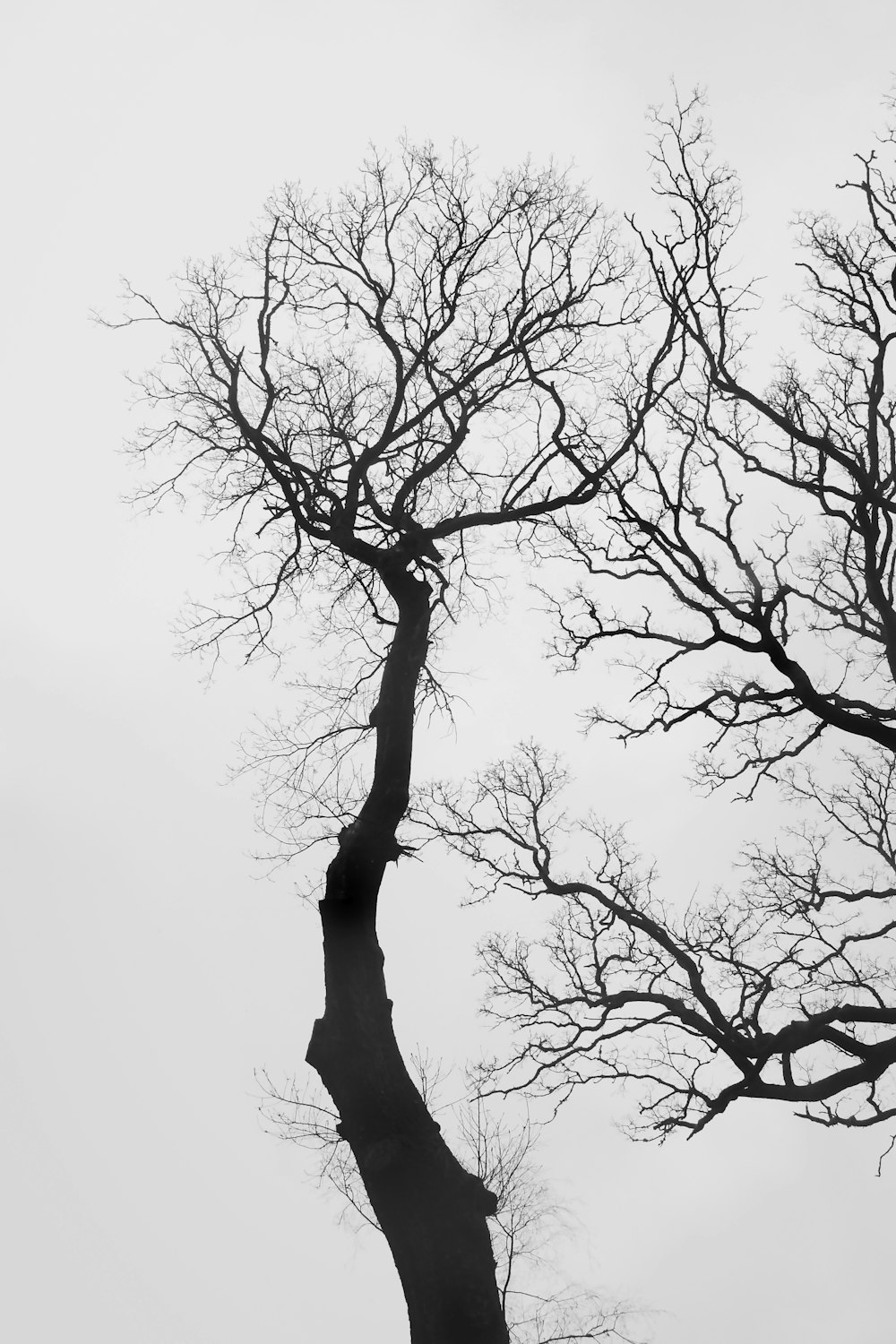 leafless tree under white sky