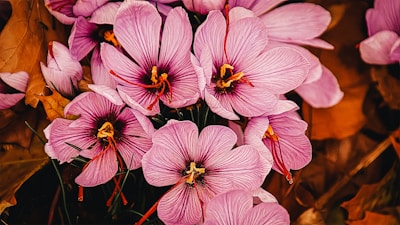 A cluster of vibrant purple saffron flowers with long red stigmas blooming amidst brown autumn leaves. The petals are delicately lined and arranged in a visually striking pattern, capturing attention with their bright contrast against the muted background.