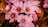 A cluster of vibrant purple saffron flowers with long red stigmas blooming amidst brown autumn leaves. The petals are delicately lined and arranged in a visually striking pattern, capturing attention with their bright contrast against the muted background.