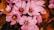 A cluster of vibrant purple saffron flowers with long red stigmas blooming amidst brown autumn leaves. The petals are delicately lined and arranged in a visually striking pattern, capturing attention with their bright contrast against the muted background.