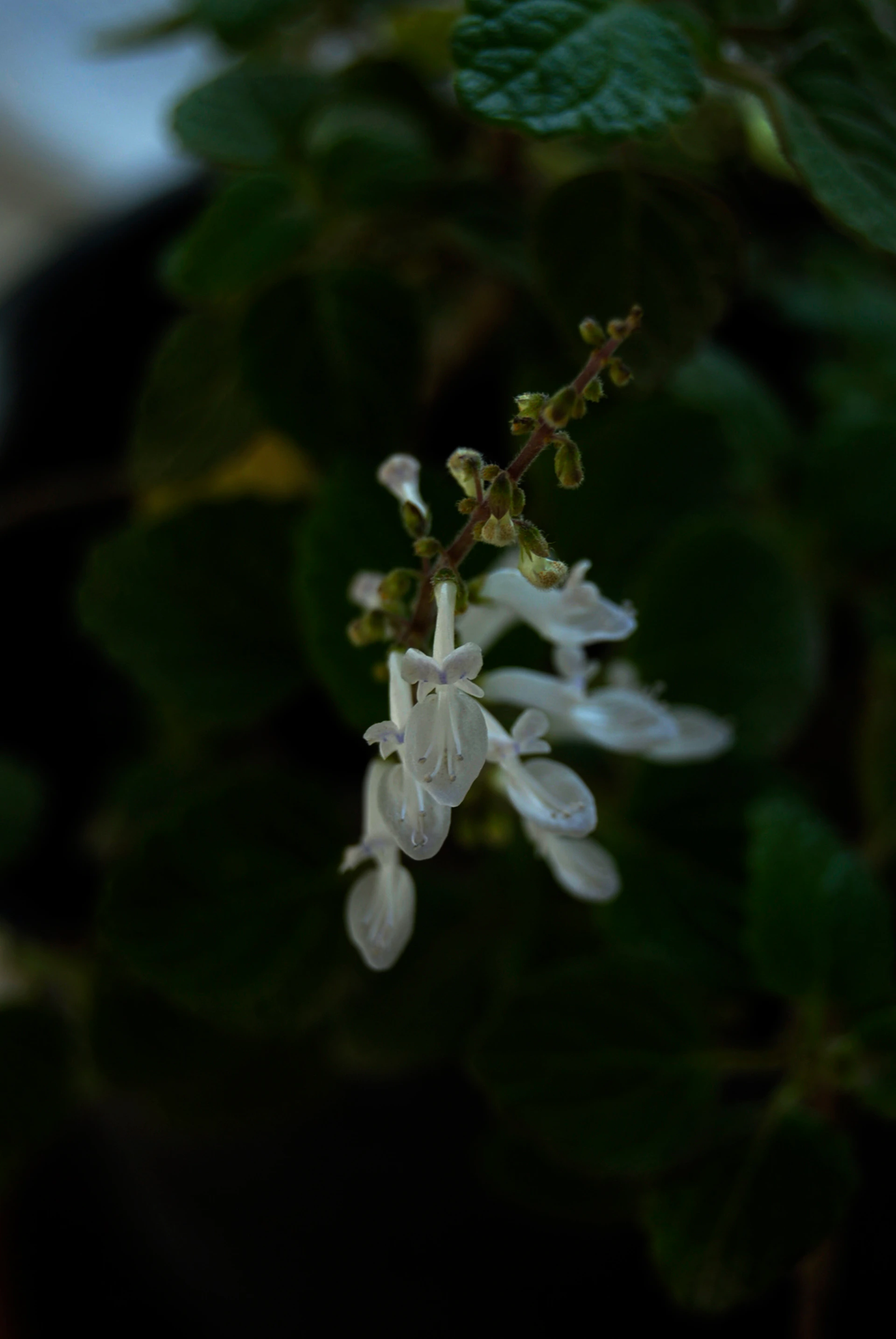 Close-up of fragrant flowers and leaves from the garden, highlighting the natural beauty and tranquil atmosphere that inspired naruvi’s design.