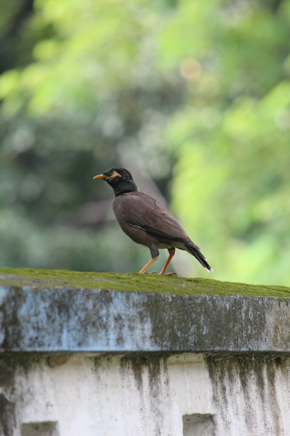 brown bird on gray wooden fence during daytime