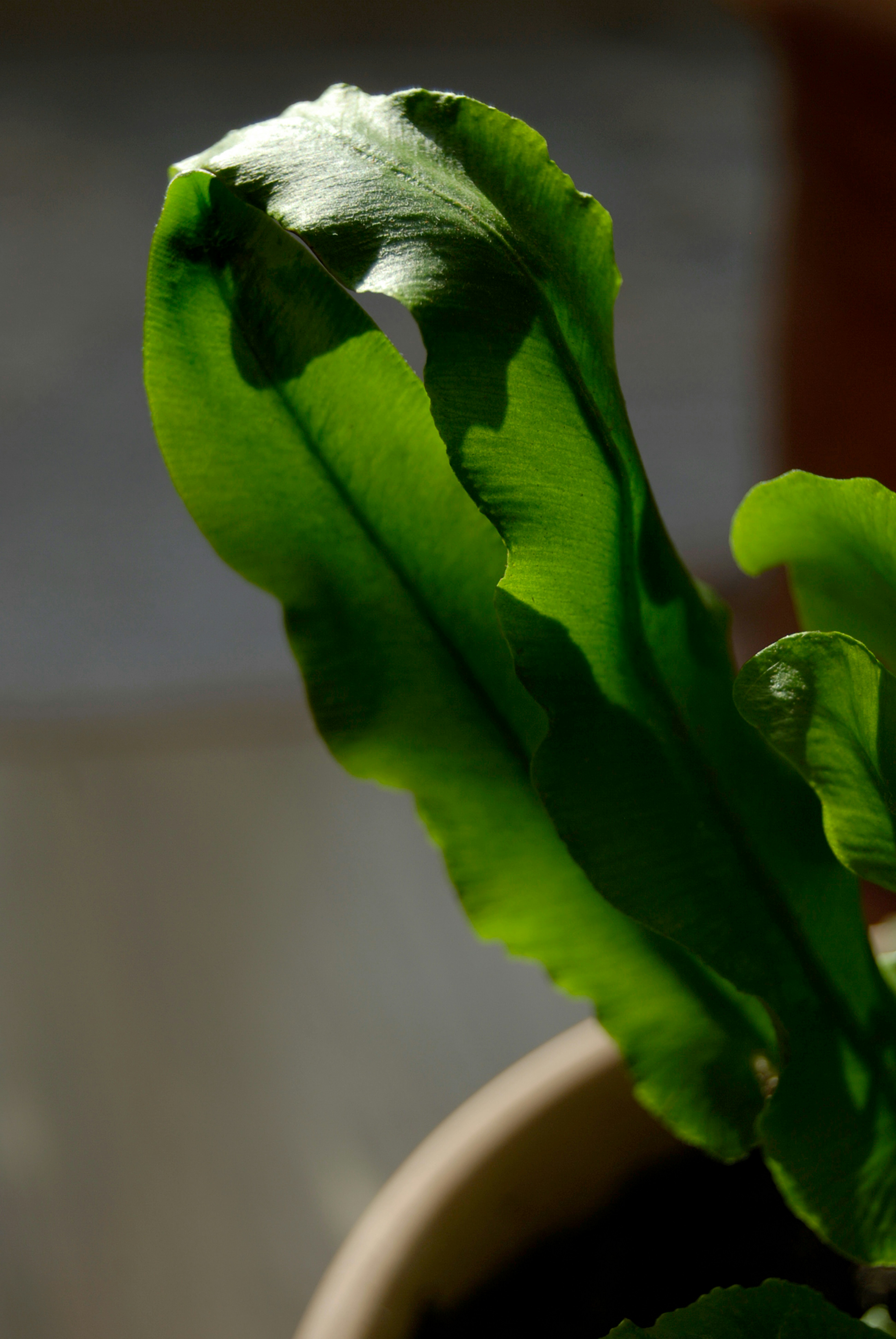 Person holding the thermal monocular in a forest setting at dawn.