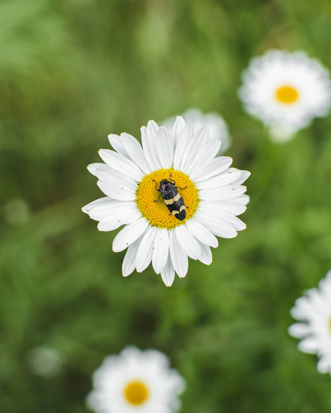 white and yellow daisy in bloom during daytime