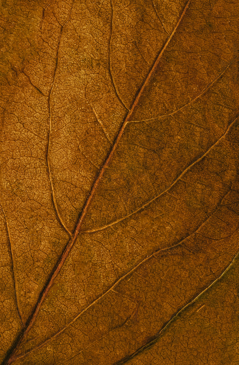 클로즈업 사진의 갈색과 검은 잎