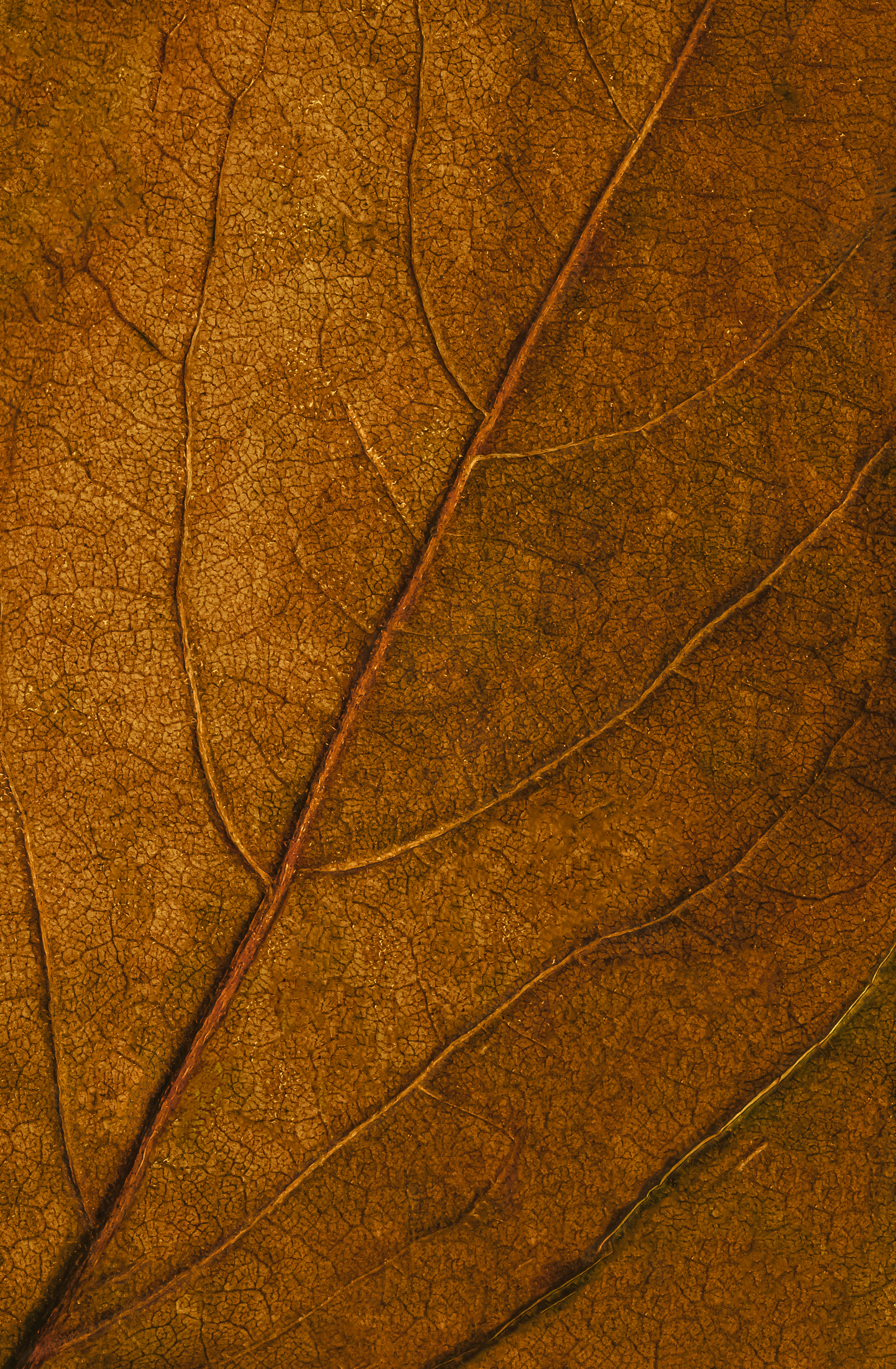 tobacco leaf texture INTO THE WOODS - - Texture of cut tobacco leaves,