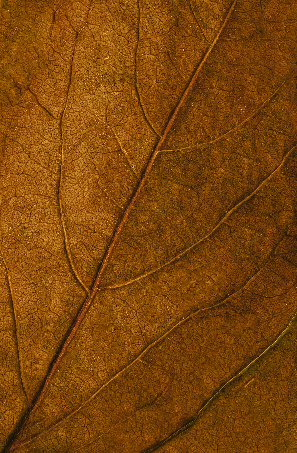 brown and black leaf in close up photography