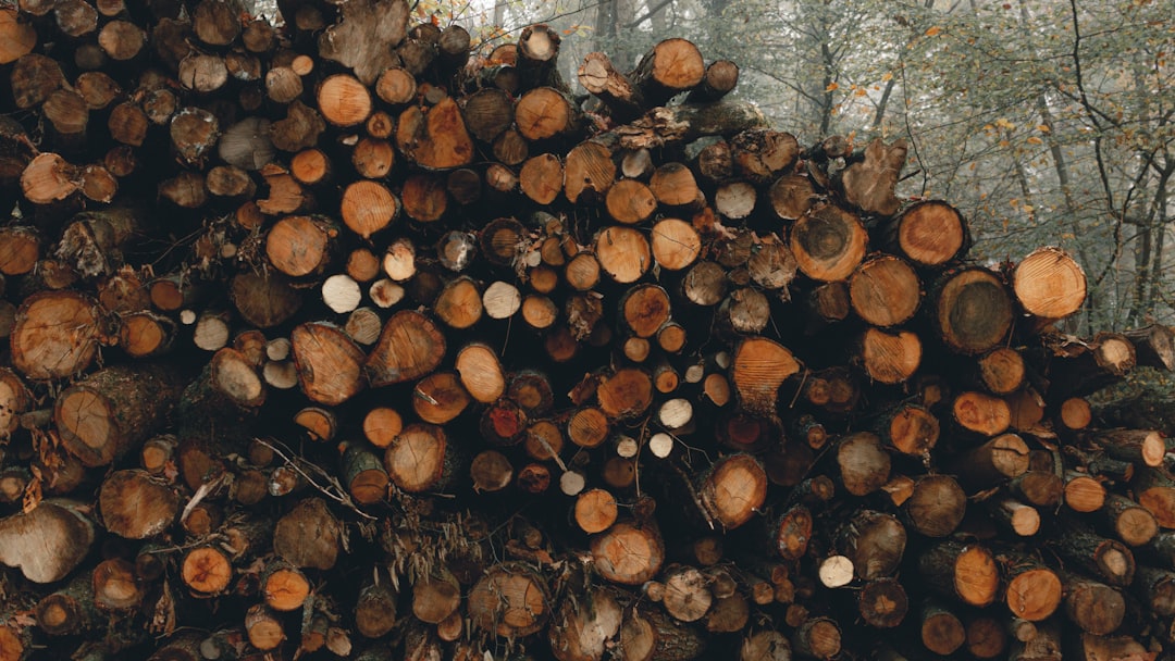 brown tree logs during daytime