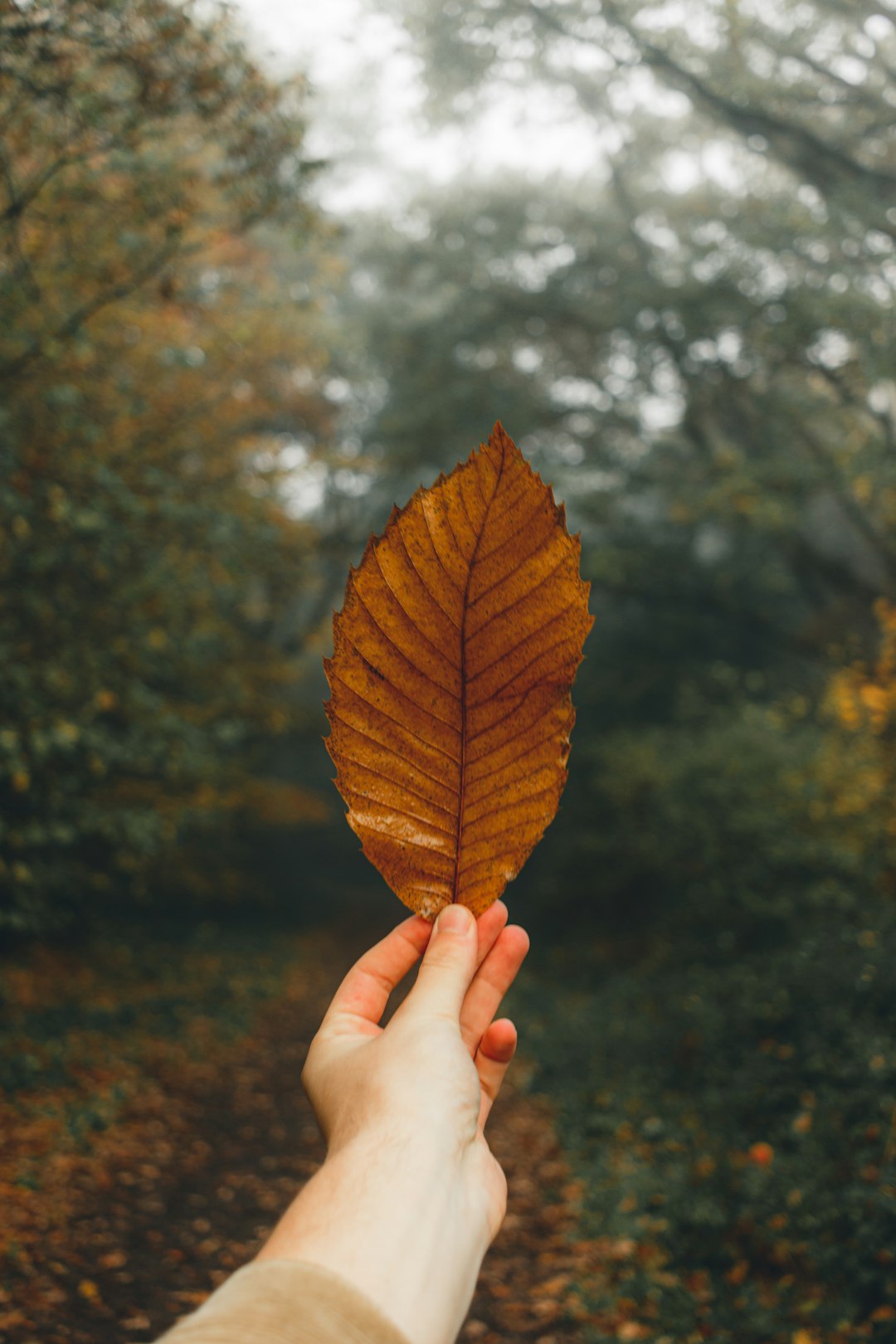 person holding brown and yellow leaf
