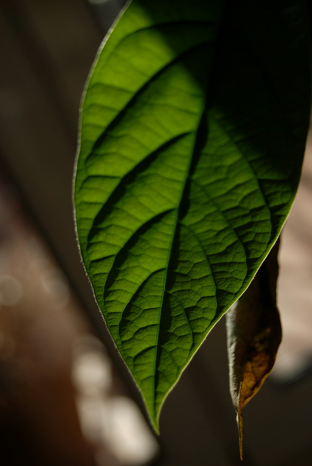 green leaf in close up photography