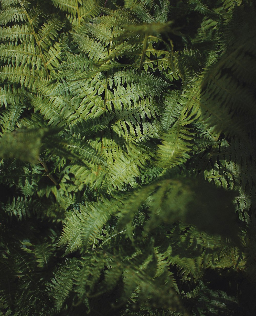 green fern plant in close up photography