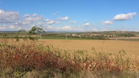 A vast agricultural field stretches out under a clear blue sky, dotted with fluffy white clouds. The foreground features a hedge with red berries and corn plants. In the distance, a small village sits amidst rolling green hills.