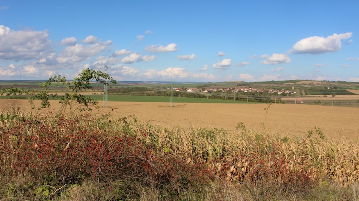 A vast agricultural field stretches out under a clear blue sky, dotted with fluffy white clouds. The foreground features a hedge with red berries and corn plants. In the distance, a small village sits amidst rolling green hills.