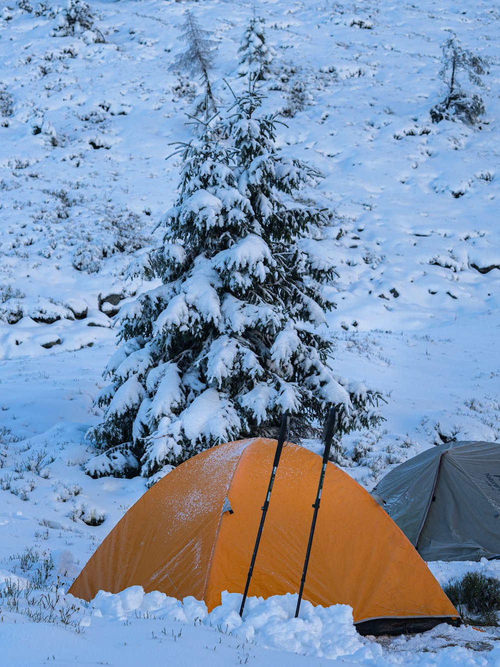 snow covered trees during daytime