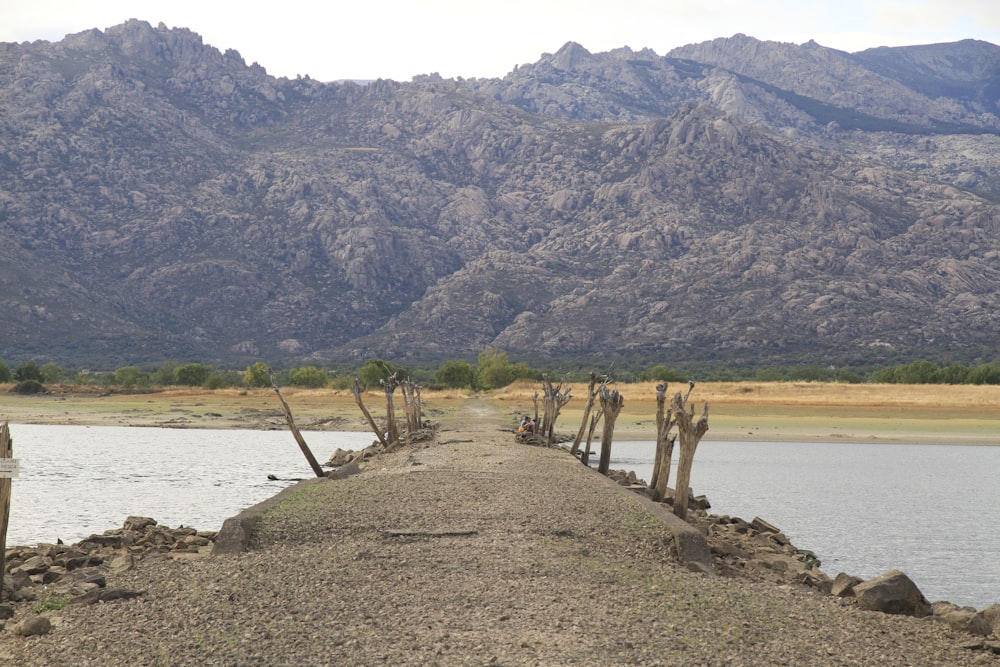 green trees on brown sand near body of water during daytime