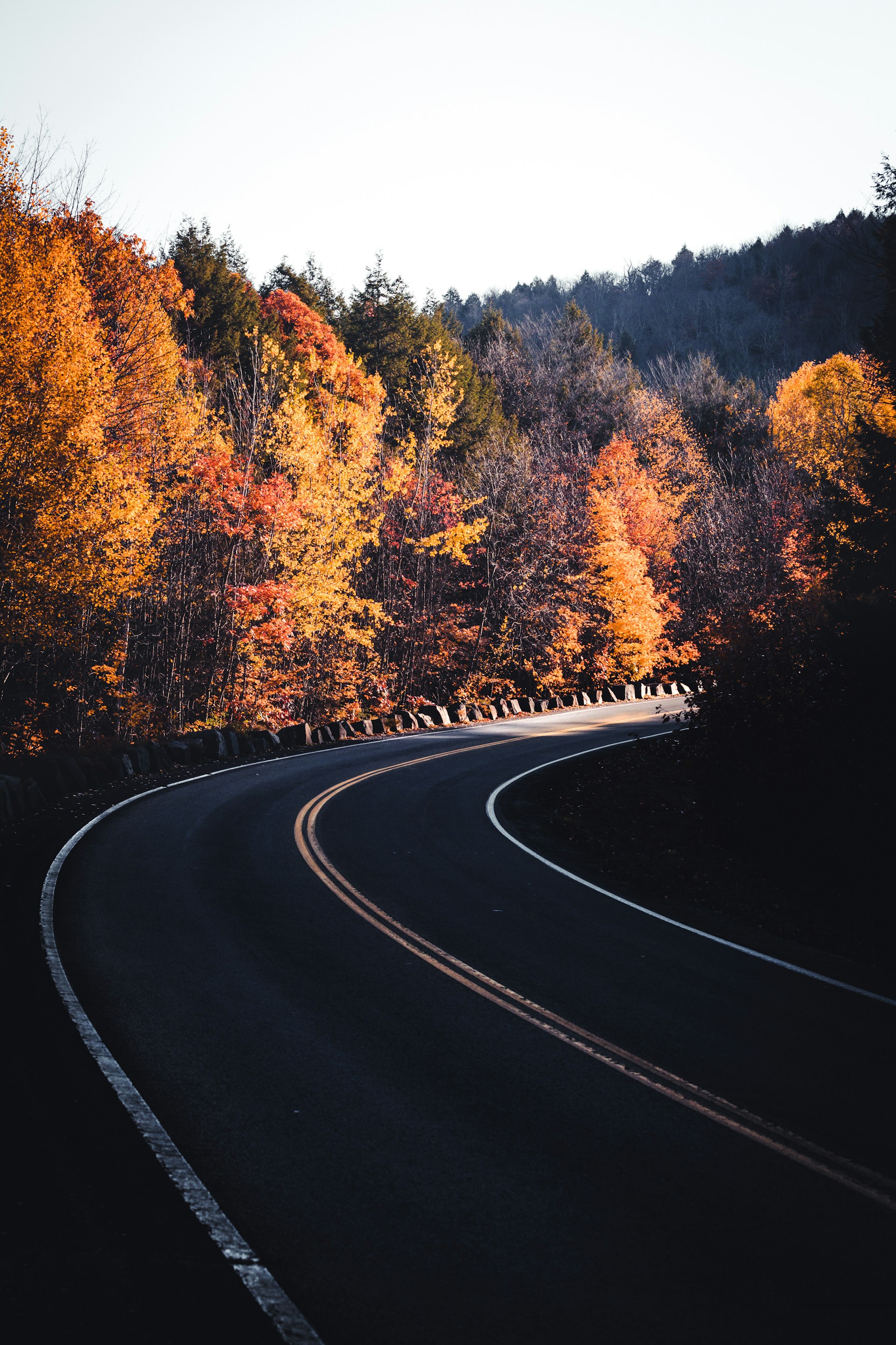 black asphalt road in between brown and green trees during daytime
