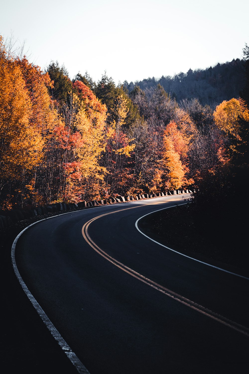 Route goudronnée noire entre les arbres bruns et verts pendant la journée