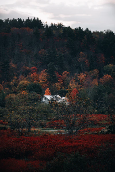 white and brown house near trees during daytime