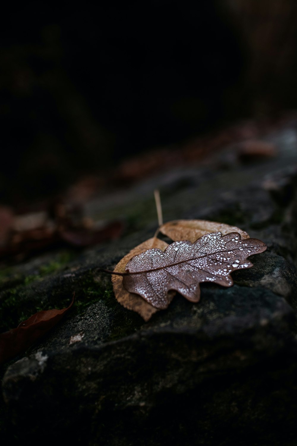 brown leaf on black surface