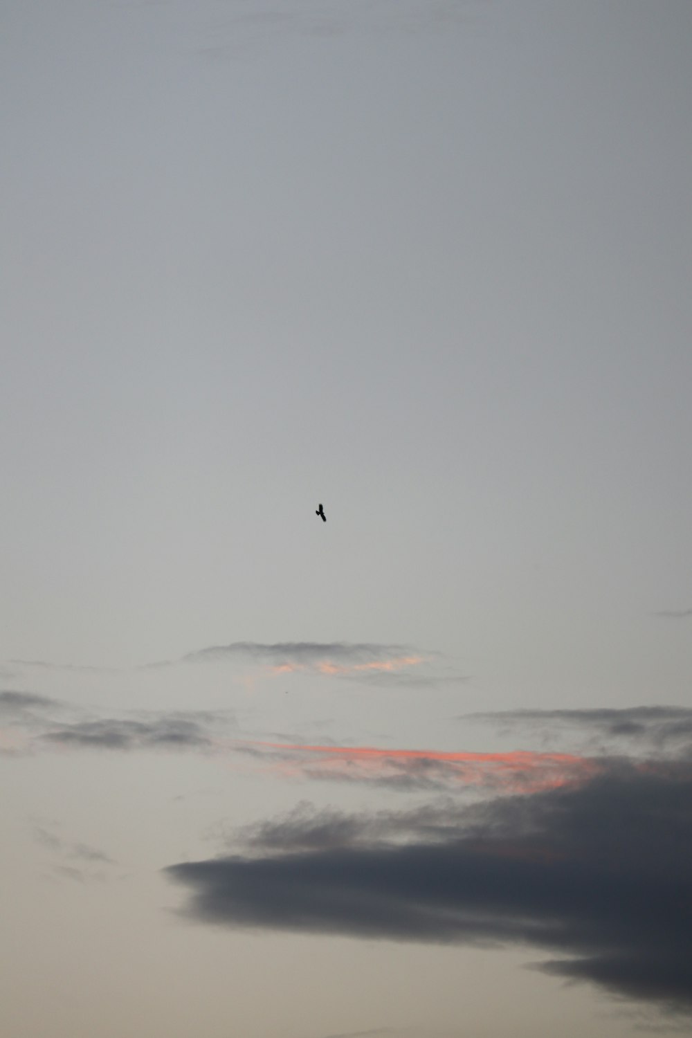 pájaro volando bajo nubes blancas durante el día