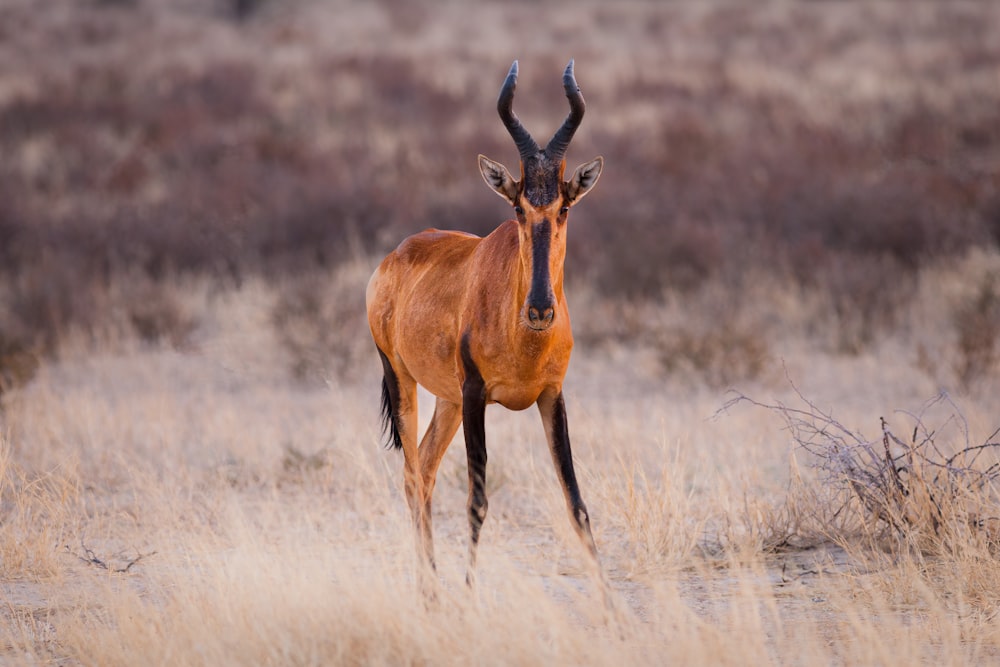 brown animal on brown grass field during daytime