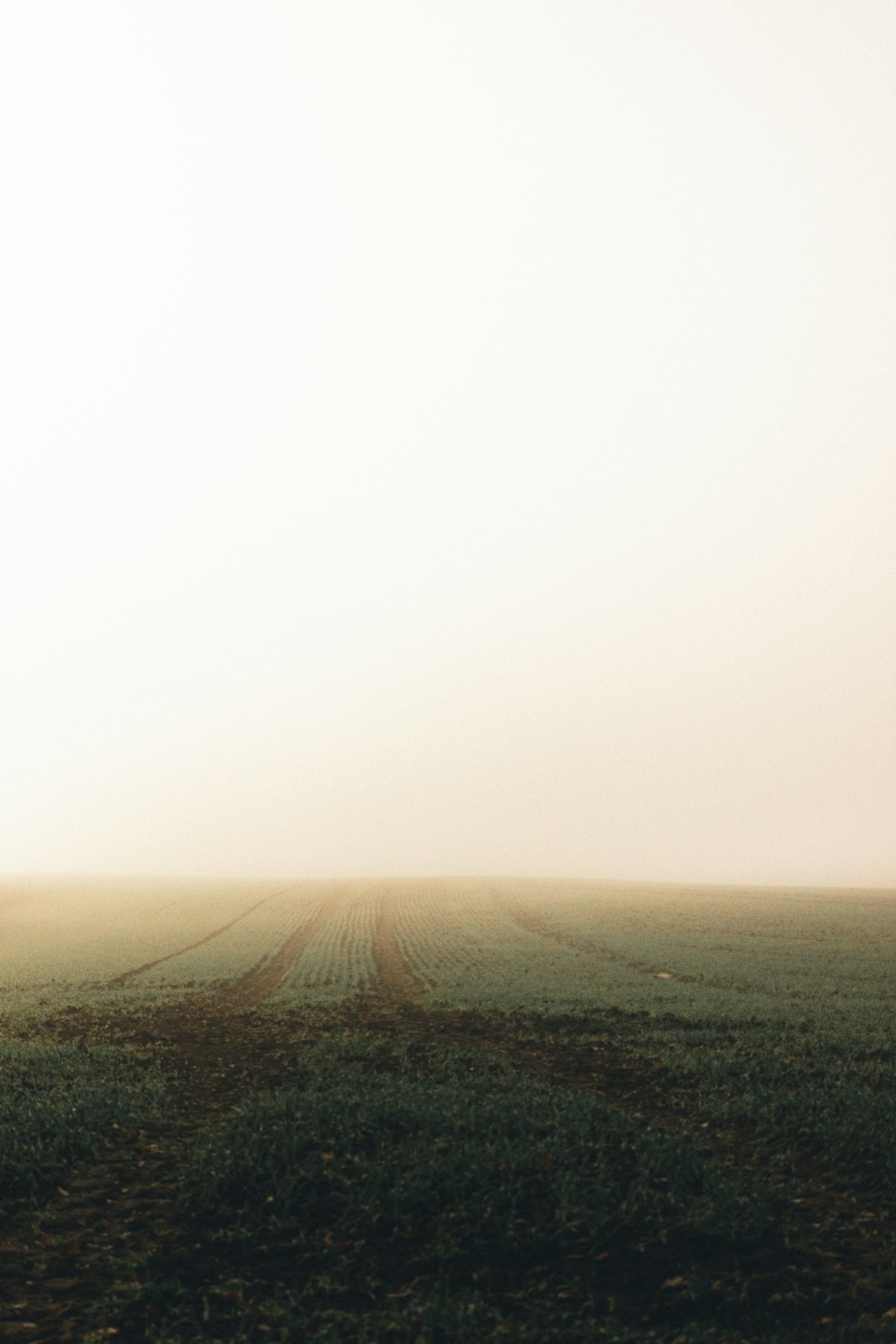 green grass field under white sky