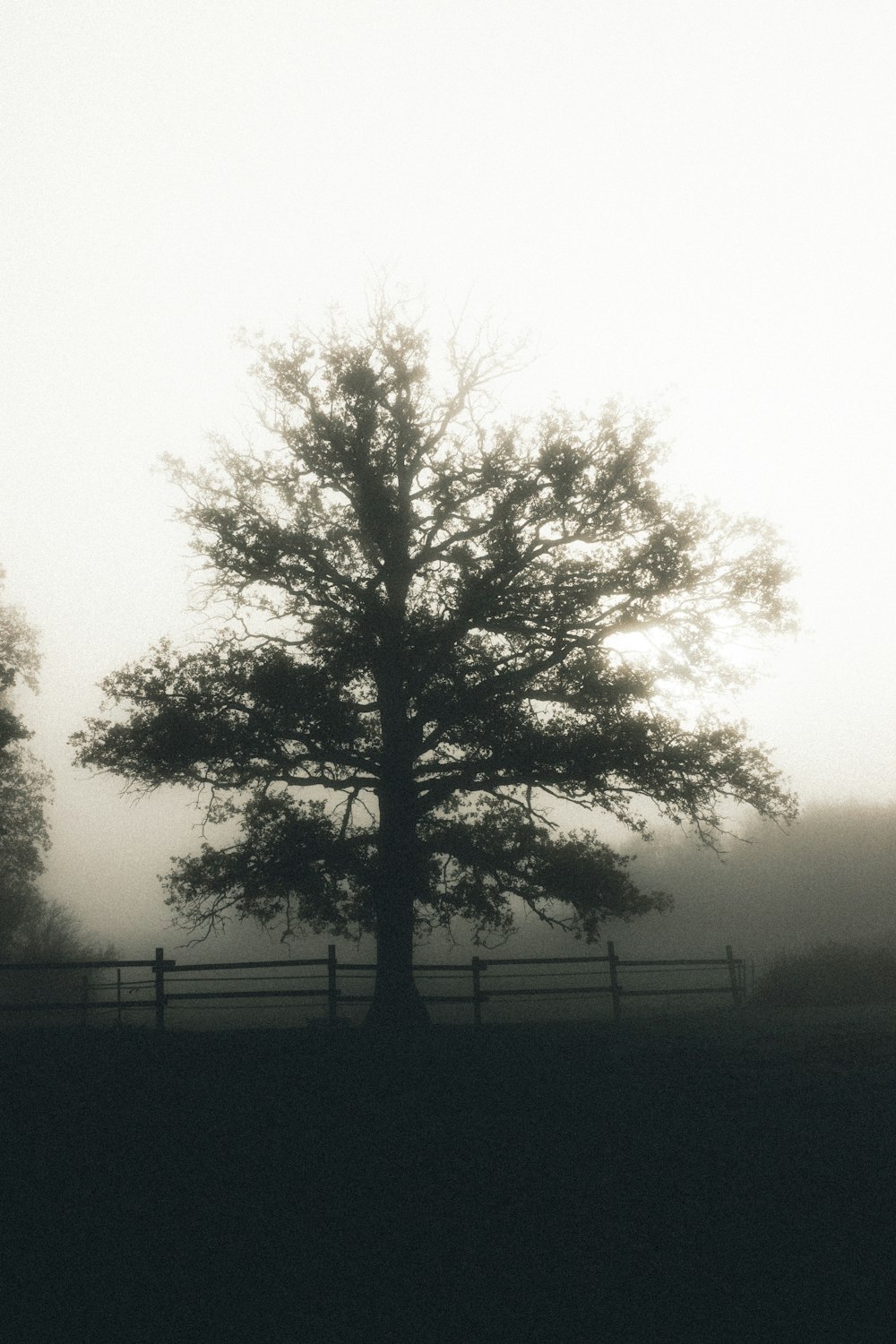 green tree on green grass field