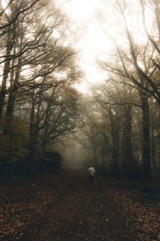 A lone traveler walking through a misty forest path at dawn.