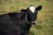 A black and white cow stands in a grassy field, wearing a chain around its neck with a numeric tag. The cow gazes directly forward, with patches of sunlight highlighting its glossy coat.