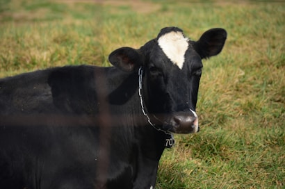 A black and white cow stands in a grassy field, wearing a chain around its neck with a numeric tag. The cow gazes directly forward, with patches of sunlight highlighting its glossy coat.
