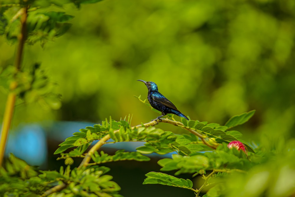 blue bird on green plant