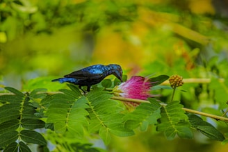 A vibrant blue bird perched on a branch is interacting with a bright pink and white fluffy flower. The scene is set against a lush green background filled with large green leaves, suggesting a tropical environment.