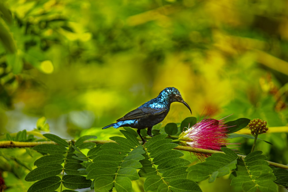 blue and green bird on pink flower