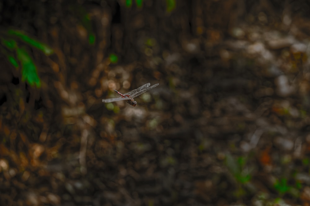 black dragonfly on brown stick in tilt shift lens