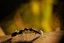 black ant on yellow background