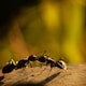 black ant on yellow background