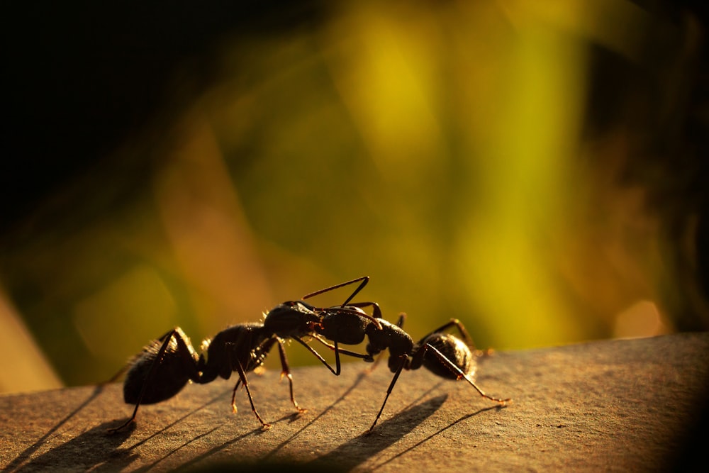 How Many Legs Do 5 Ants Have?