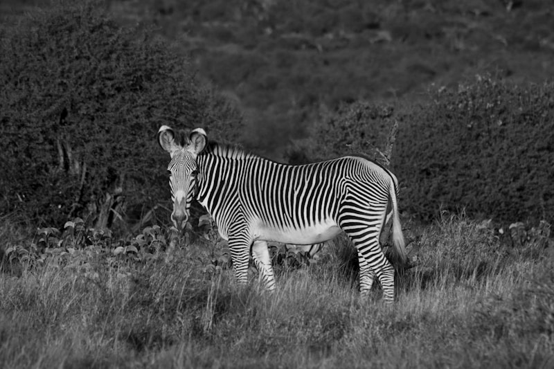 Laikipia